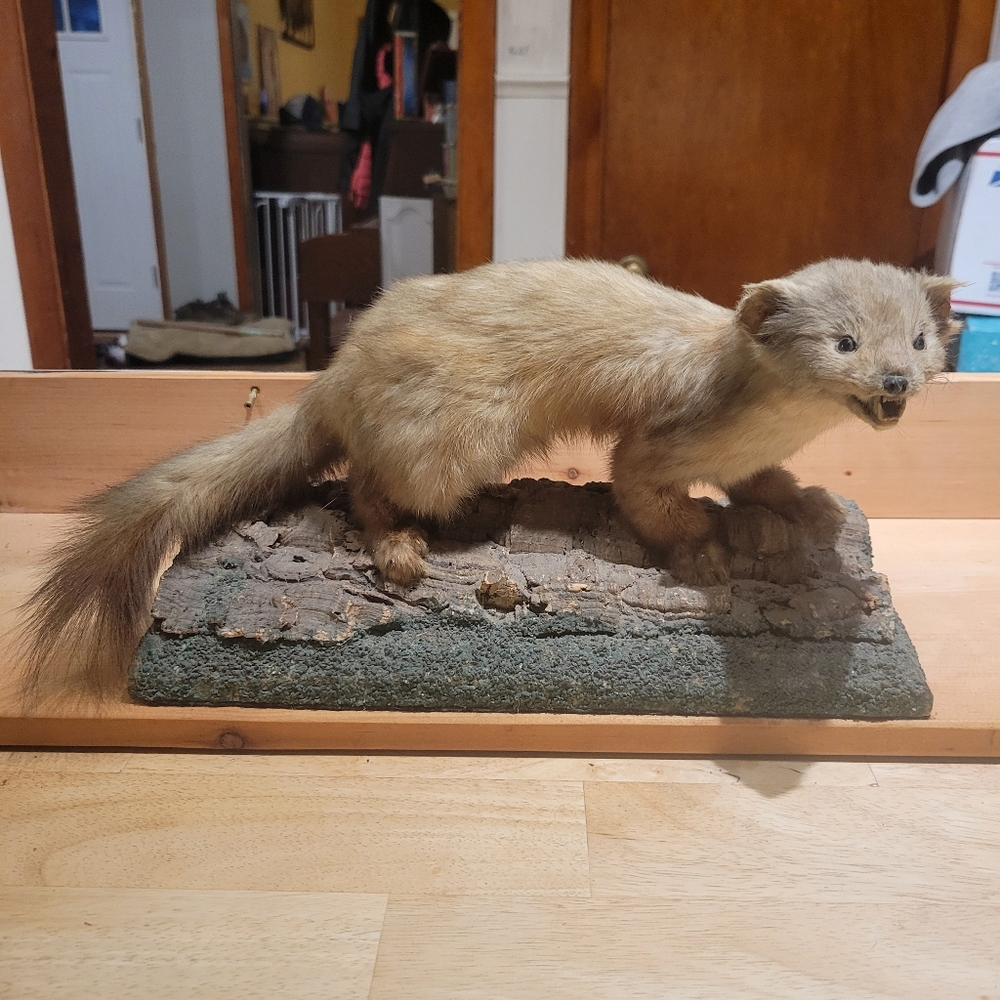 Mink mounted on wood